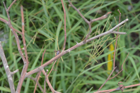 Dry branches of a bush in the garden on a sunny day