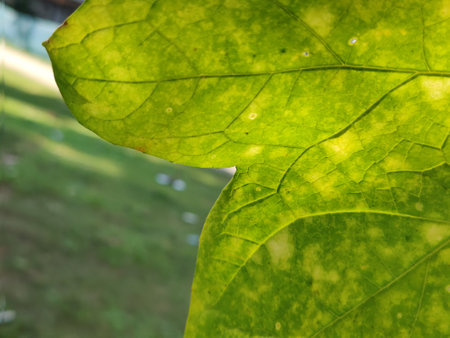 Close up of green leaf with sunlight in the morning, stock photo