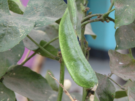 Green eggplant on the tree in the garden, stock photo image