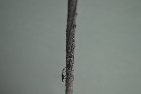 macro shot of a twig