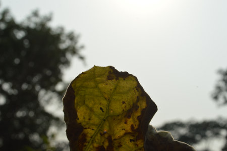 Dry leaf on the sky background, selective focus, nature background