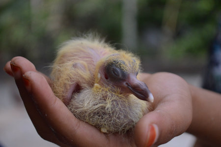 baby bird in human hand. close up of baby bird in human hand