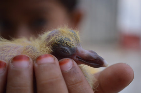 close up of a baby chicken in the hands of a child.