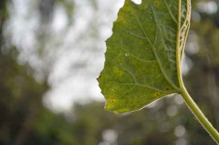 Close up of green leaf with blurred nature background. Selective focus.