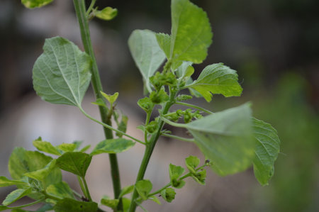 The leaves of the plant on a blurred background. Close-up.の写真素材