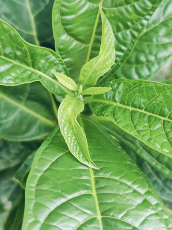 Close up of green leaf background. Selective focus on the leaves.
