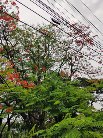 Various green trees in the village. Lush rural landscape with diverse tree types