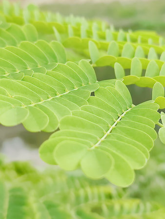 Detailed view of lush green leaves showcasing intricate textures and vibrant foliage in daylight.