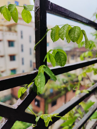 Green plants covers a window in this urban scene, providing a beautiful contrast to the surrounding cityscape and architecture,の写真素材
