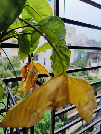 Autumn leaves on the balcony of a residential building. Selective focus.