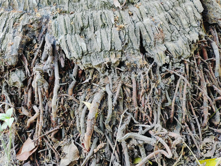 Tree roots on the ground. Close up of tree roots on the ground.の写真素材