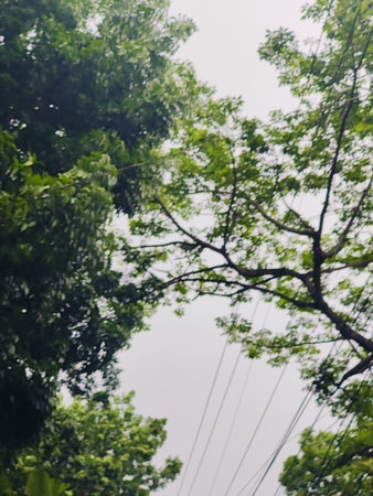 blurred background of tree branches in the rain forest, soft focusの写真素材