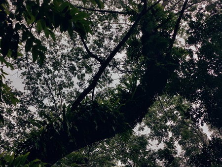 Dense foliage in a forest setting, showcasing vivid greenery, tall trees, and a feeling of natural...