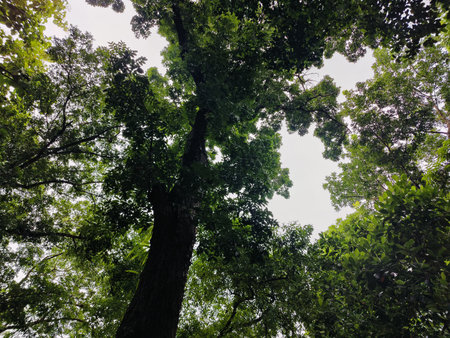 Dense foliage in a forest setting, showcasing vivid greenery, tall trees, and a feeling of natural...