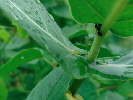Detailed close-up of green leaf with a curled spiral design, symbolic of nature's creativity