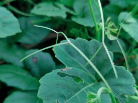 Detailed close-up of green leaf with a curled spiral design, symbolic of nature's creativity