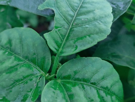 Detailed close-up of green leaf with a curled spiral design, symbolic of nature's creativity