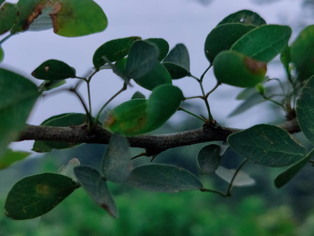 Detailed close-up of green leaf with a curled spiral design, symbolic of nature's creativity