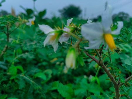 White flowers of Solanum tuberosum in the field.の写真素材