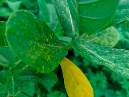 Green leaf with water drop on nature background. Close up shot.の写真素材