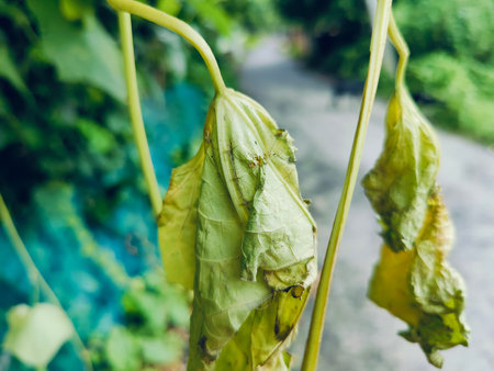 Close up of dry leaves of sunflower in garden, Thailand.の写真素材