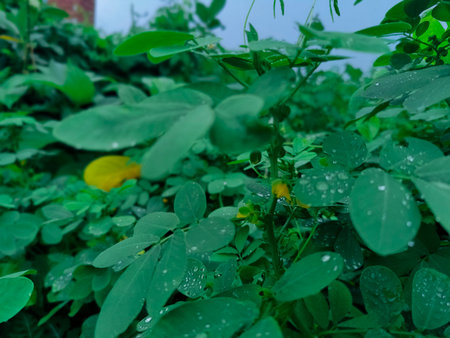 Raindrops on the leaves of plants in the garden. Natural background.の写真素材