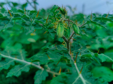 Close up of sunflower seed pods growing in a field, Thailand.の写真素材
