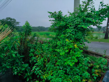 Beautiful green tree in the garden at the rainy season. Nature background.の写真素材