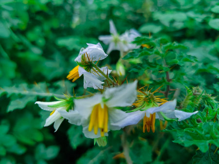 White flowers of a Solanum tuberosum in the gardenの写真素材