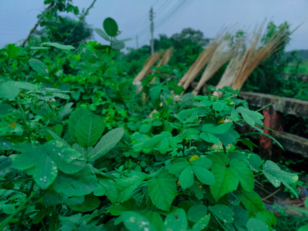 Green leaves and grass in the garden with morning light, Thailand.の写真素材