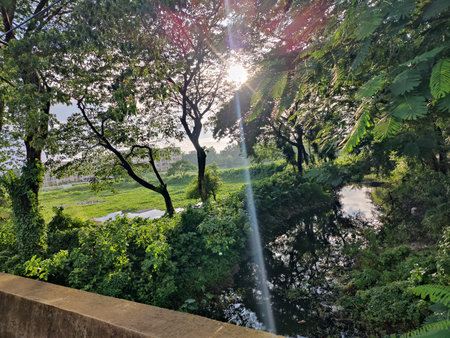 Sun rays shining through the branches of a tree and the river.の写真素材