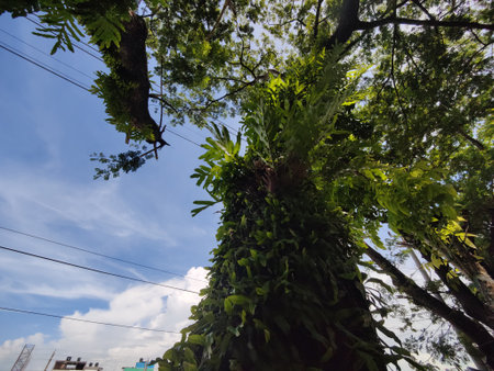 Tropical tree with green leaves and blue sky in background.