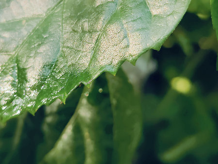Leaves with drops of dew in the morning. Nature background.