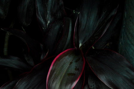 Close-up of black and red leaves with shadow on black background
