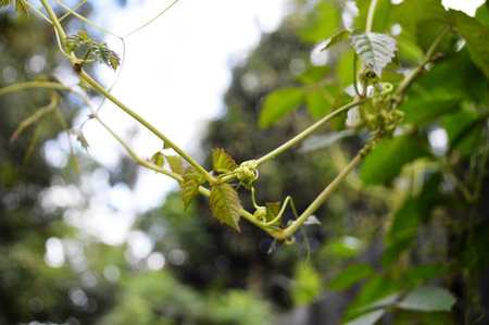 Gourd vine in the garden, closeup of green leaves
