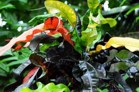 Variegated green and red leaves of ornamental plant in garden