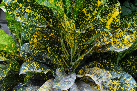 Close up of yellow and green variegated croton plant.の写真素材