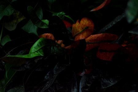 Red and black leaves on dark background.の写真素材