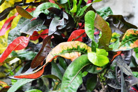 Variegated leaves of variegated variegated croton
