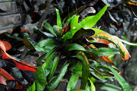 Variegated green and red variegated leaves of a tropical plant.
