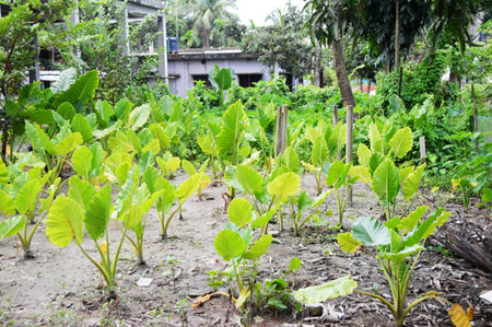 Tropical green plant in the garden at sunny day.の写真素材