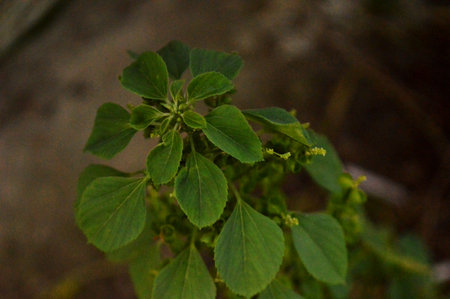 Leaves of a plant in the garden, close-up.