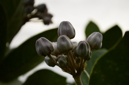 Crown flower, Calotropis gigantea, Indian Milkweedの写真素材