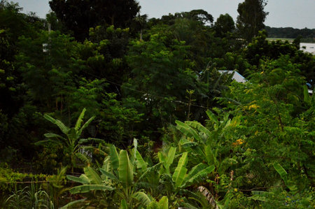 Tropical rainforest in Central America, South Americaの写真素材