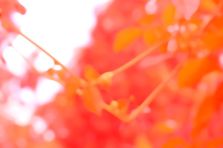autumn leaves background in red and orange color, shallow depth of fieldの写真素材