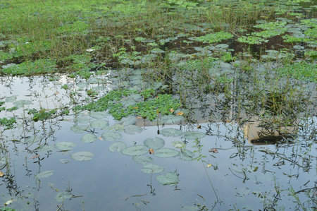 Water lily pads in a pond in the park, closeup of photo