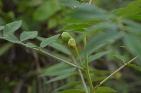 Sesbania speciosa Linn. Sesbania speciosa Linn.