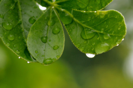 Close-up of vibrant green leaves adorned with water droplets, showcasing nature's beauty after...