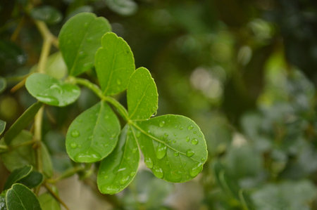 Close-up of vibrant green leaves adorned with water droplets, showcasing nature's beauty after...