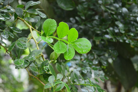 Close-up of vibrant green leaves adorned with water droplets, showcasing nature's beauty after...